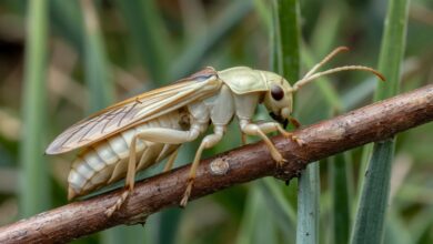 bugs that look like termites​